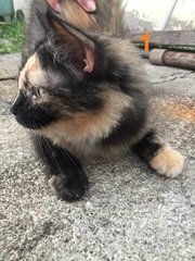 Meow1 - Domestic Long Hair + Tortoiseshell Cat