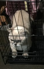 Meow4 - Chinchilla + Domestic Medium Hair Cat