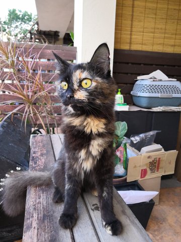 Mindy - Calico Cat