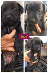 7 Cute Puppies  - Mixed Breed Dog