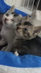 3  Siblings  - Domestic Short Hair Cat