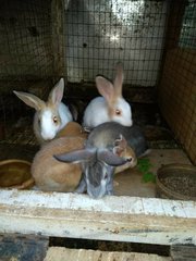 6 Rabbits  - Bunny Rabbit Rabbit