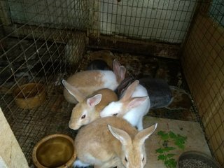 6 Rabbits  - Bunny Rabbit Rabbit