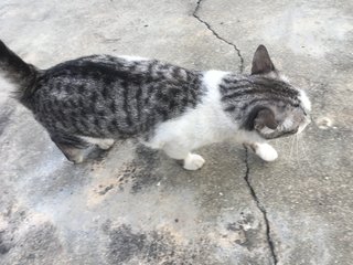 Cat  - Bobtail Cat