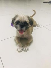 Benji - Shih Tzu Dog