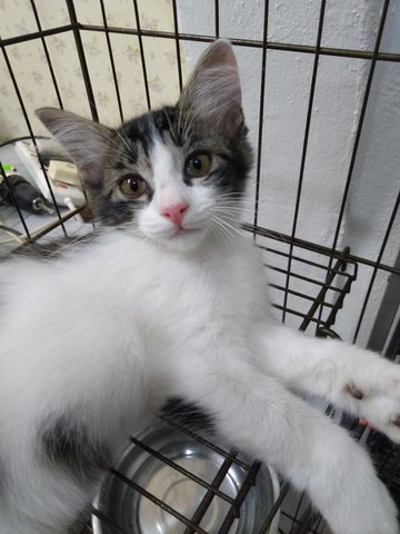 3month Old- Mixed And Shorthair - Persian Cat