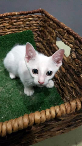 Spot - Domestic Short Hair Cat
