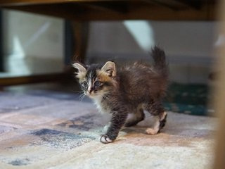 Hello - Domestic Medium Hair Cat