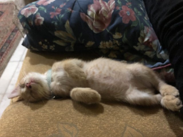 Kiki - Domestic Medium Hair Cat