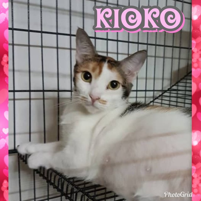 Kioko (Spayed) - Calico Cat