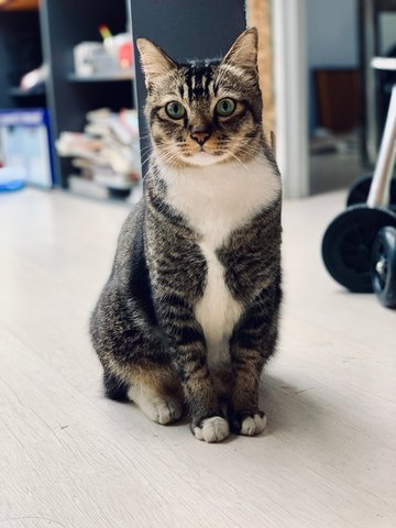 Tom - Tuxedo Cat