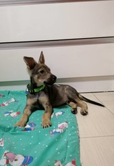 Patrick - German Shepherd Dog Mix Dog