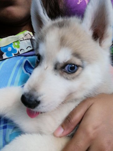 Smokey  - Husky Dog