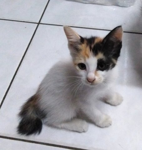 Calico Meow-4 - Calico + Domestic Medium Hair Cat