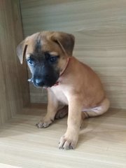 Minnie - Boxer Mix Dog