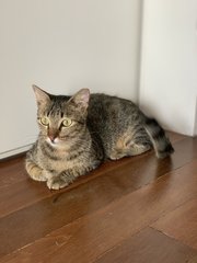 Hallie - Domestic Short Hair + Tabby Cat