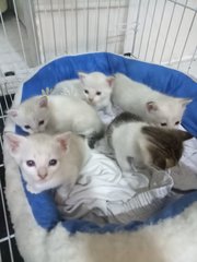 Cute Siamese  Kittens - Siamese Cat