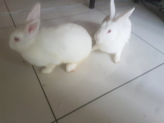 Rabbits 