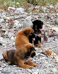 Cooper, Rocky And Ash - Mixed Breed Dog
