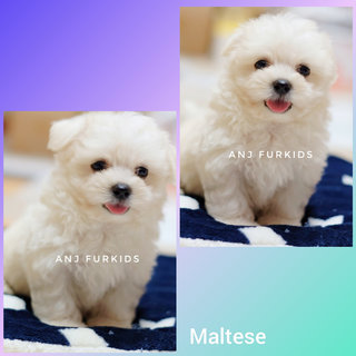 Quality Male Maltese Puppies - Maltese Dog