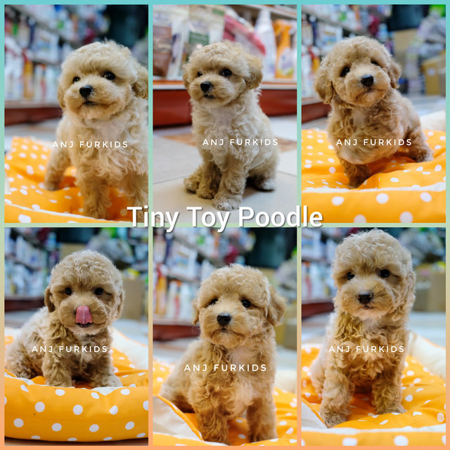 Adorable Tiny Toy Poodle D - Poodle Dog