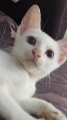 White Siblings - Domestic Medium Hair Cat