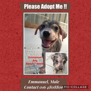 Emmanuel Adopted - Mixed Breed Dog