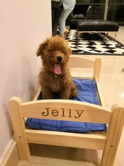 Jelly - Poodle Dog