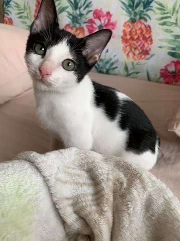 Figaro - Domestic Short Hair Cat