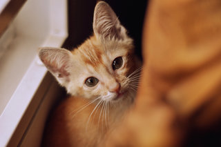 Hammu - Domestic Short Hair Cat