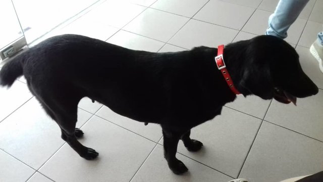 Paisley - Black Labrador Retriever Mix Dog