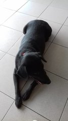 Paisley - Black Labrador Retriever Mix Dog