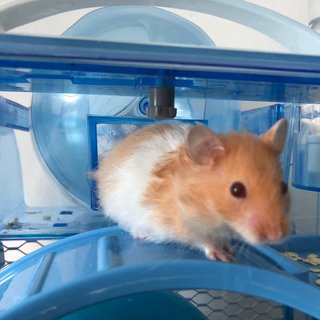 Remy &amp; Emile - Syrian / Golden Hamster Hamster