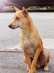 Rocco - Mixed Breed Dog