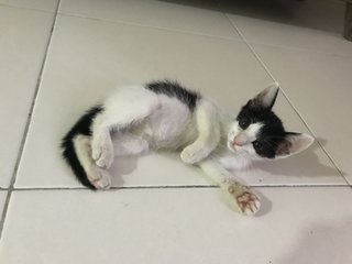 Lembu - Domestic Short Hair Cat
