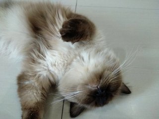 Mochi - Siamese + Domestic Long Hair Cat