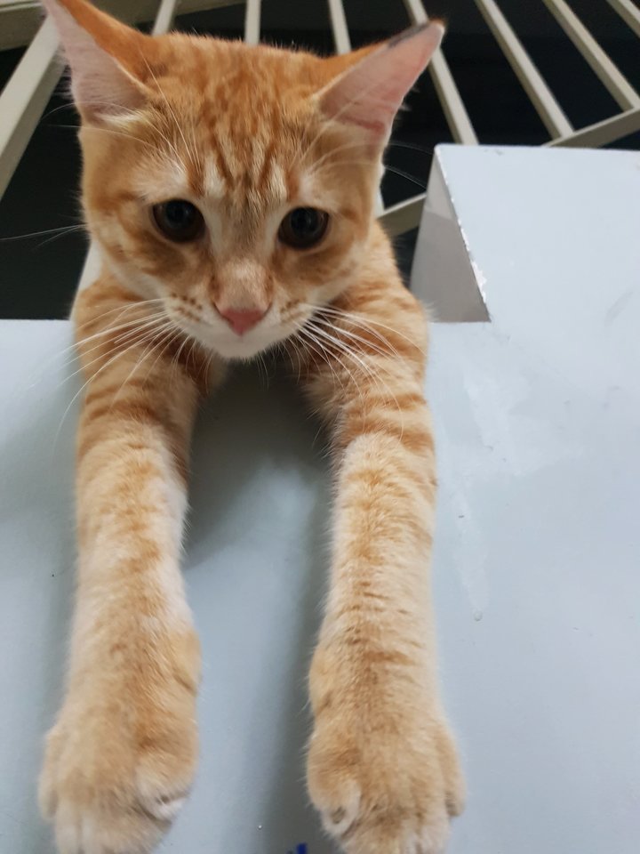 Domestic Medium Hair Cat Lost 6 Years 1 Month Ginger From Setapak Domestic Medium Hair Cat Lost 6 Years 1 Month Ginger From Setapak