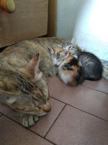 Mom~molly Kittens~ Cookie And Apple Pie - Ocicat Cat