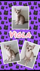Viola - Domestic Medium Hair Cat