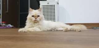 Chloe - Himalayan Cat