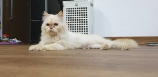 Chloe - Himalayan Cat