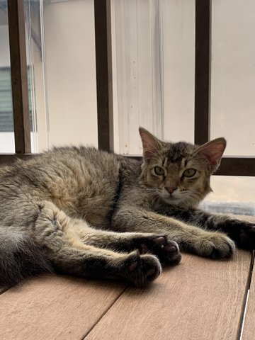 Boy - Domestic Long Hair Cat