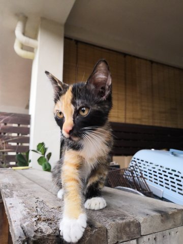 Maya - Calico Cat