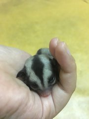 Sugar Glider -male Joey - Sugar Glider Small & Furry