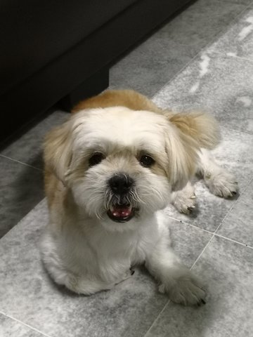 Noodle - Shih Tzu + Terrier Dog