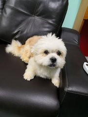 Noodle - Shih Tzu + Terrier Dog