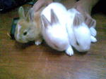 No Name Yet - Angora Rabbit + Holland Lop Rabbit