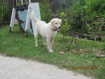 Mike - Golden Retriever Mix Dog