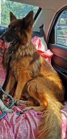 Atlas Gsd - German Shepherd Dog Dog