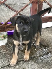 Brenda’s Pup - Mixed Breed Dog